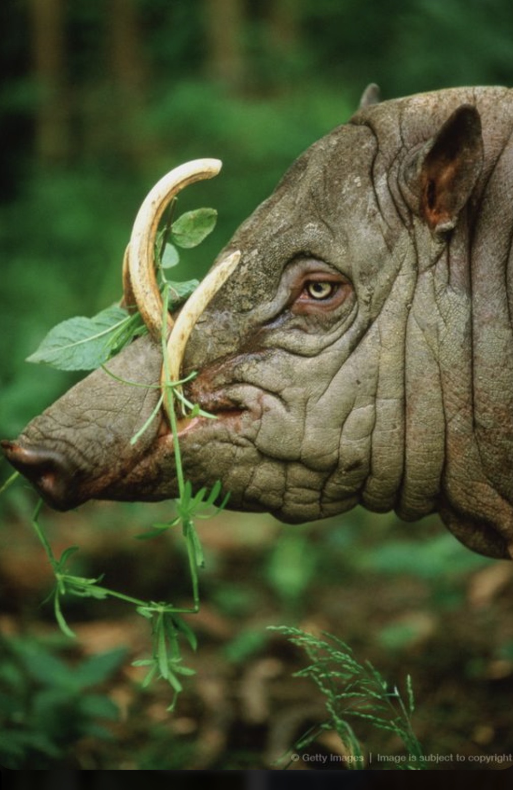 indian rhinoceros - Getty Images | Image is subject to copyright